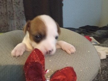 CHEEWIENE PUPPIES FOR SALE