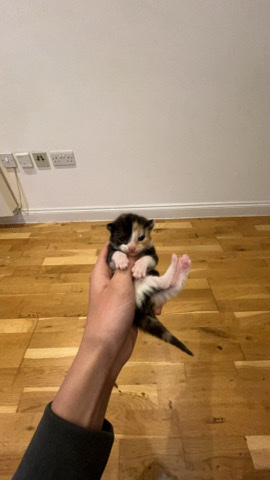 Russian White, Black and Tabby – ginger kittens