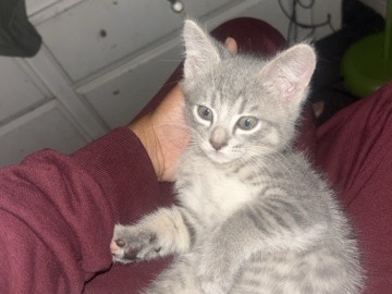 California Spangled – friendly baby kitten – Ontario