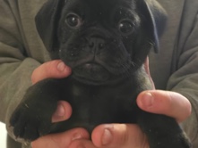 Puggle - puggle  available for adoption in Adams
