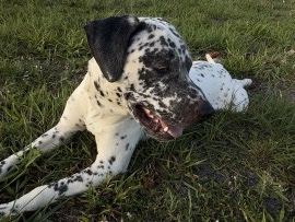 Dalmatian – Mylo Needs A Home – Miami Gardens