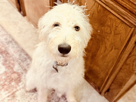 Labrador Retriever – Kai is a Labradoodle – Lafayette
