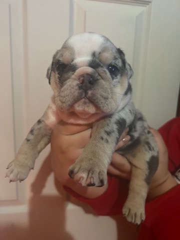 Bulldog – female English bulldog puppies
