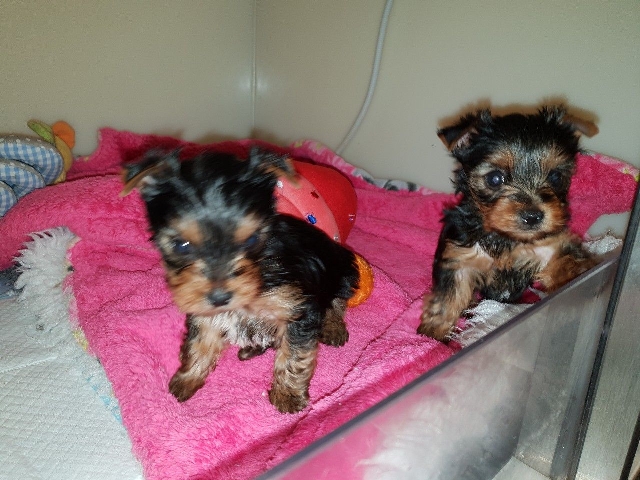Two Awesome TeaCup Yorkie Puppies Available