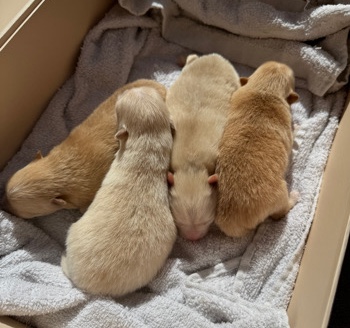 Pomeranian – Pomeranian puppies