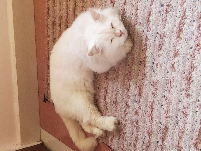 Persian (Traditional) – Persian Cat