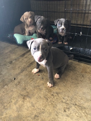blue nose fawn pitbull puppies