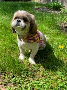 Shih Tzu – Rehome Chase