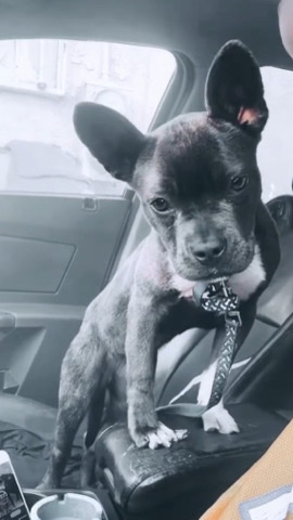 frenchie/pitbull mix