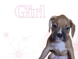 Boxer – boxer puppies – Downey