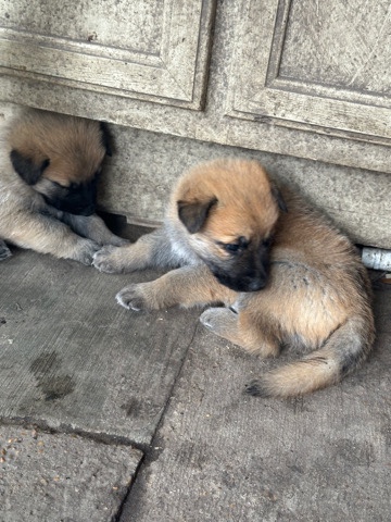 German Shepherd – German shepherd puppies