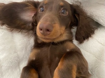 Dachshund – Miniature Dachshund – Holley
