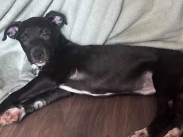 American Pit Bull Terrier – PITBULL PUPPY – Des Moines