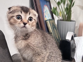 Scottish Fold – القطيف الشرقيه – القطيف