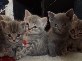 British Shorthair – kittens ready to leave – High Wycombe