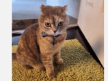 Adopt Scottish Fold Dinah  in Huntington Beach
