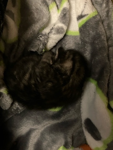 European Shorthair – Kitty needs a home
