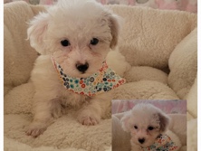 Poodle – 2 babies for sale