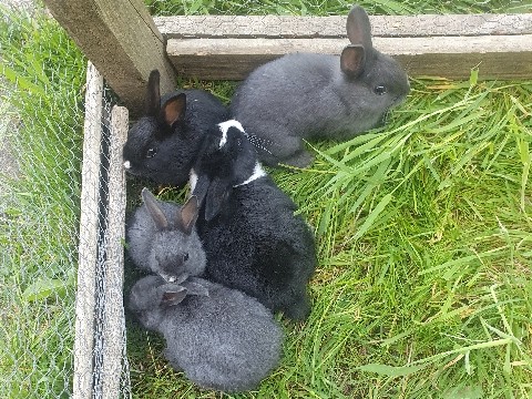 Dutch – rabbits for sale – Lancashire