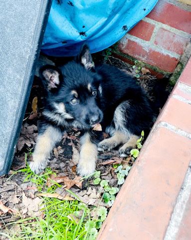 German Shepherd – German shepherd puppy