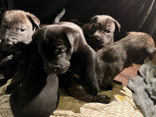 Belgian Shepherd Dog (Malinois) – Malinois / Pitbull Mix – Mesa