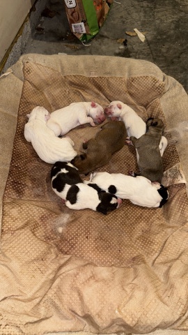American Pit Bull Terrier – selling puppies
