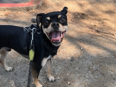 Chilean Fox Terrier – chihuahua – Fair Oaks