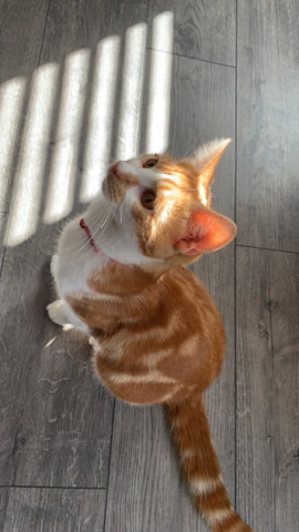 British Shorthair – Kitten for rehoming