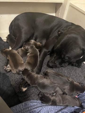 American Bulldog – 4 beautiful pups left ready to go !!