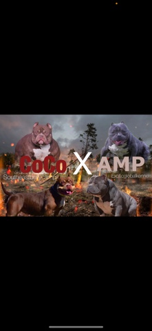 American Bulldog – American bullies