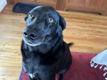 Mixed Breed – wonderful, loving dog - no fee; we would love to see her – Kennett Square