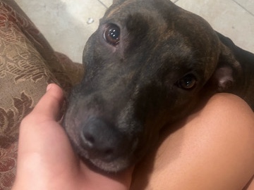 American Pit Bull Terrier – dog needs a home – Orlando