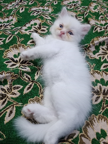 Persian (Modern) – faizy cat