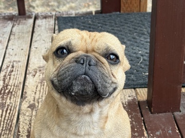French Bulldog – Leonidas – Seattle