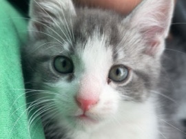 American Shorthair – 6 month cat – Portage