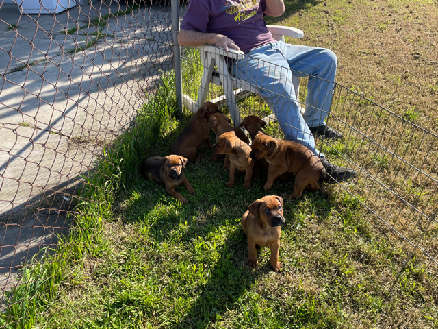 Rottweiler – boxweilers for sale
