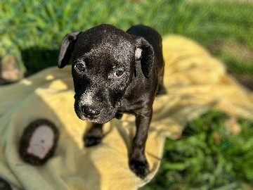 American Pit Bull Terrier – Riley - Affectionate American Pit Bull Terrier  (14 week)– Baltimore – Baltimore