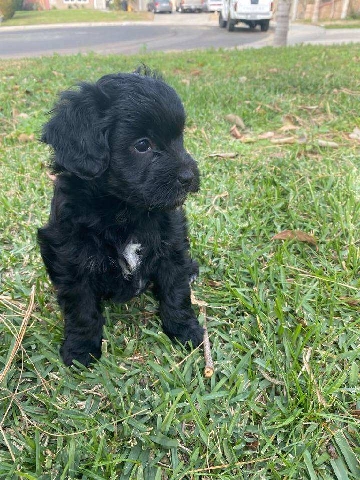 Maltese – oreo