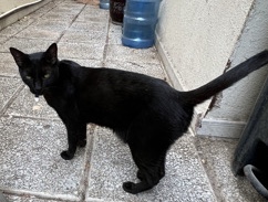 Rehome Maya, the male black cat – Abu Dhabi