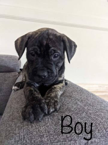 Staffordshire Bull Terrier – English staffy x am staff puppies for sale