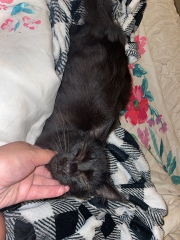 Bombay – the sweetest boy