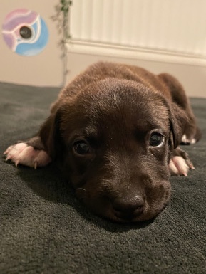 Staffordshire Bull Terrier – Staffordshire Bull Terrier
