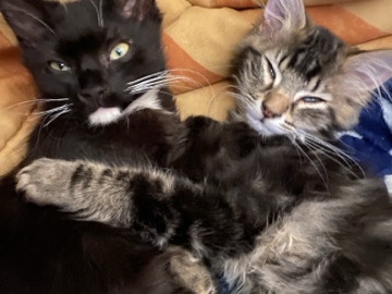 Russian White, Black and Tabby – cat – Gainesville