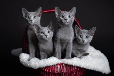Russian Blue – Russian Blue Kittens available for reservation