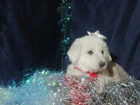 Great Pyrenees – great pyrenees – Fair Oaks