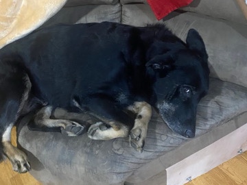 German Shepherd – chase 5 years old – Radcliff