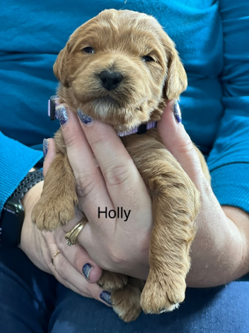 Holly