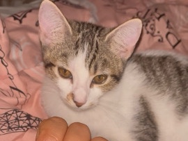 Russian White, Black and Tabby – molly – Coral Springs