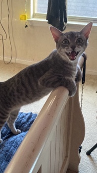 European Shorthair – unable to care for him