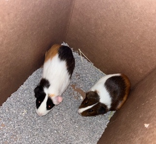 guinea pigs